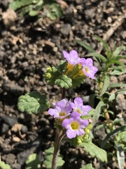 Phacelia suaveolens