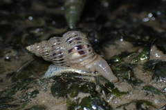 Epitoniidae