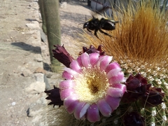 Cephalocereus polylophus