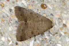 Pandesma quenavadi