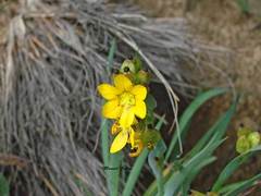 Sisyrinchium macrocarpum