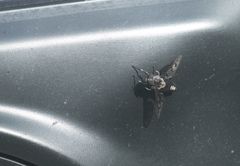 Tabanus trimaculatus