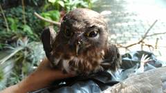 Ninox japonica