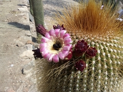 Cephalocereus polylophus