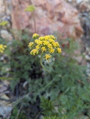 Cymopterus terebinthinus californicus