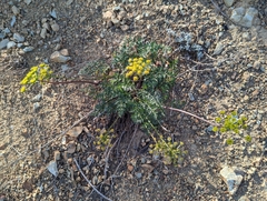 Cymopterus terebinthinus californicus