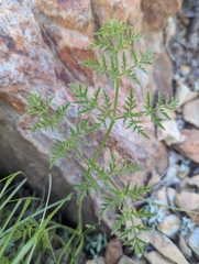 Cymopterus terebinthinus californicus