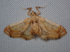 Euleucinodes conifrons