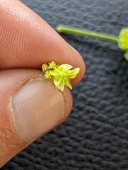 Cymopterus terebinthinus californicus