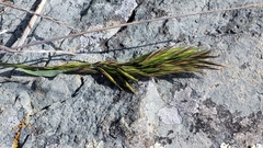 Bromus maritimus