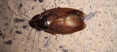 Pycnoscelus surinamensis