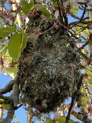 Psaltriparus minimus