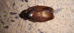 Pycnoscelus surinamensis