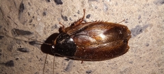 Pycnoscelus surinamensis