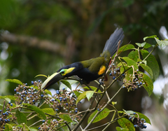 Selenidera spectabilis