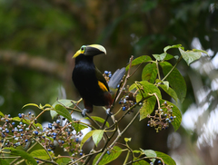 Selenidera spectabilis