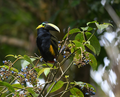 Selenidera spectabilis