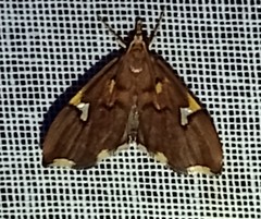 Deuterophysa