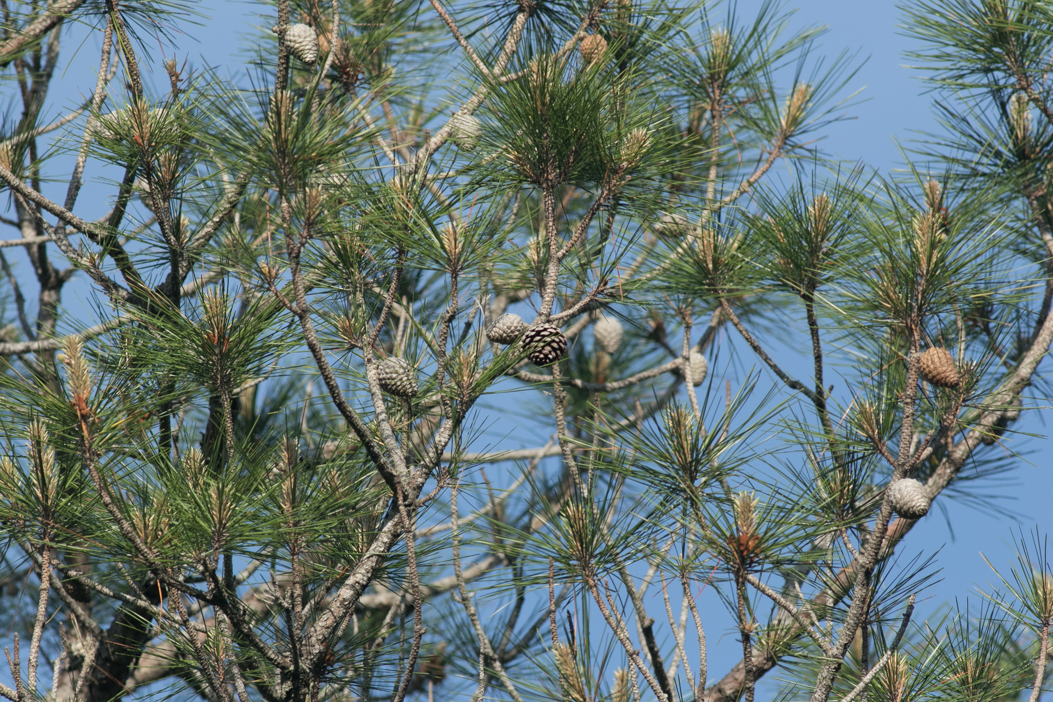 Pinus serotina