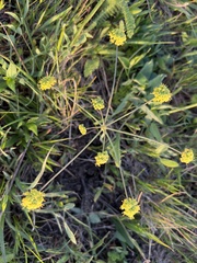 Lomatium nudicaule