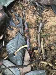 Geophis brachycephalus