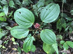 Miconia platyphylla