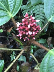 Miconia platyphylla