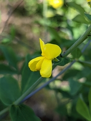 Thermopsis gracilis