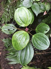 Miconia platyphylla