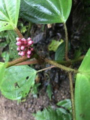 Miconia platyphylla