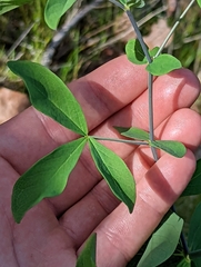 Thermopsis gracilis