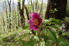 Paeonia officinalis