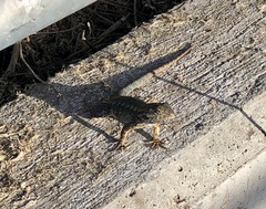 Sceloporus occidentalis