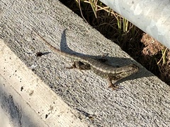 Sceloporus occidentalis