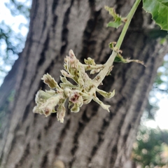 Cystotheca lanestris