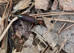 Lytta aenea