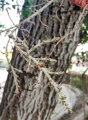 Cystotheca lanestris