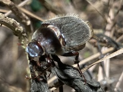 Phyllophaga crenulata