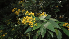 Neurolaena macrocephala