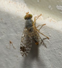 Euarestoides acutangulus