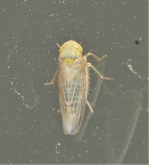 Neoaliturus tenellus