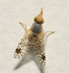 Euarestoides acutangulus