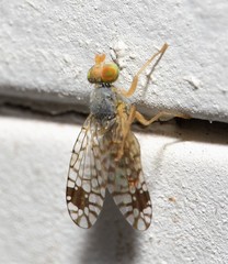 Euarestoides acutangulus