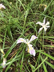 Iris purdyi