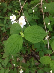 Philadelphus hirsutus