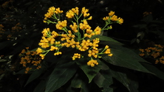 Neurolaena macrocephala