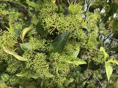 Viburnum propinquum