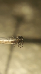 Zygopini