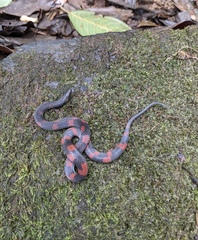 Geophis brachycephalus