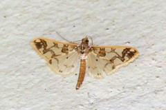 Polythlipta